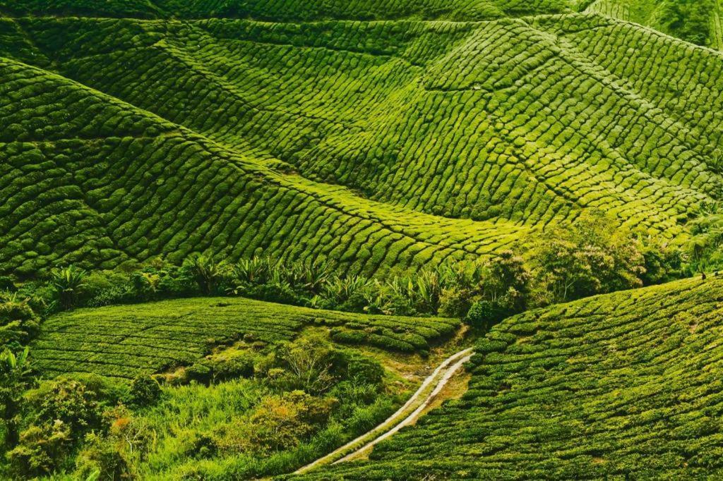 Krs Pines Hotel Cameron Highlands Exterior foto